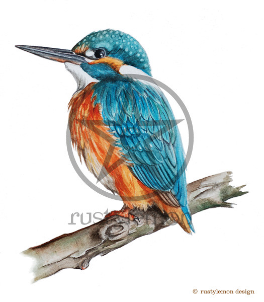 kingfisher-scr