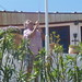 Ibiza - Luis hoists his flag