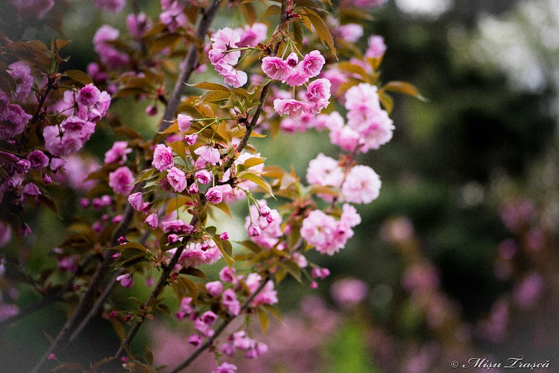 flori de cireș japonez
