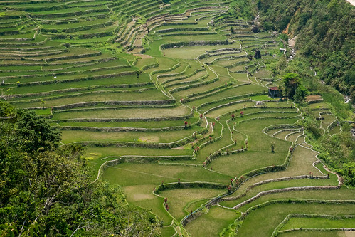 rice philippines ifugao riceterrace hungduan