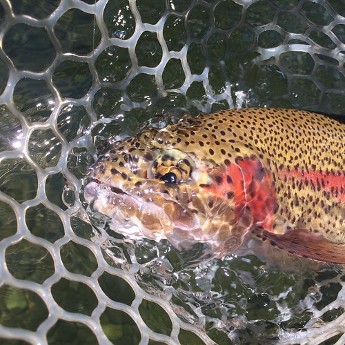 mckenzie river trout
