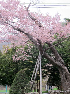 sakura-maruyama-park.jpg