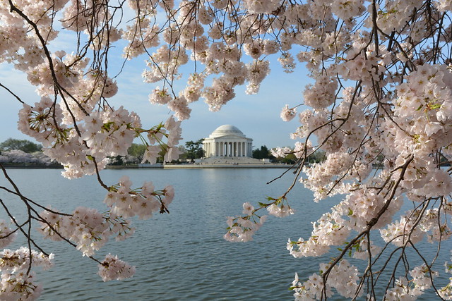Jefferson Monument with Cherry Blossoms