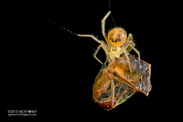 Comb-footed spider (Dipoena sp.) - DSC_7783