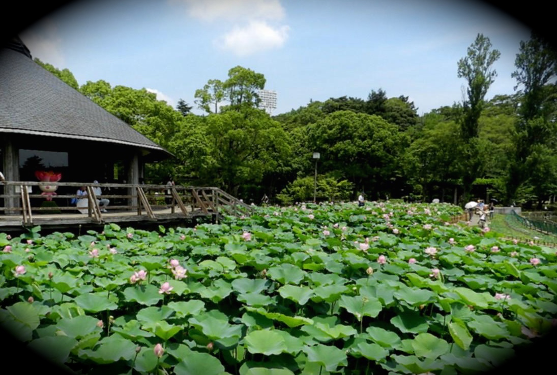 Lotus flowers in Chiba Park