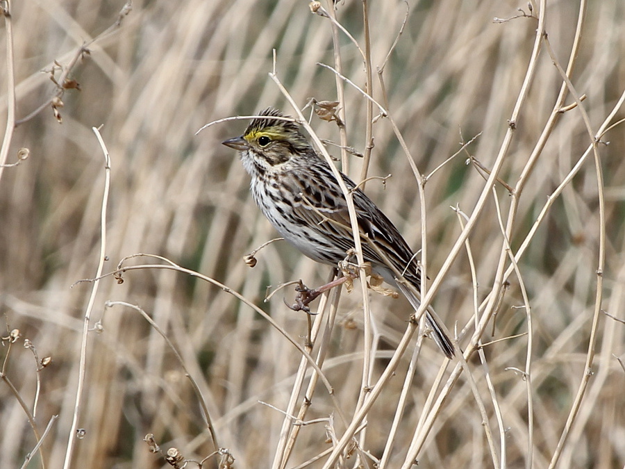 Photograph titled 'Savannah Sparrow'