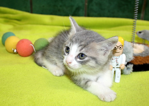 Kobu, gatito azul y blanco monísimo nacido en Abril´15, en adopción. Valencia. ADOPTADO. 17533822238_f75ea596b6