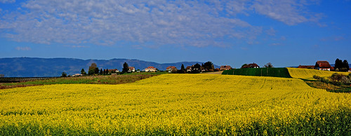 panorama paysages vaud colza cossonay campagnes gollion fabuleuse