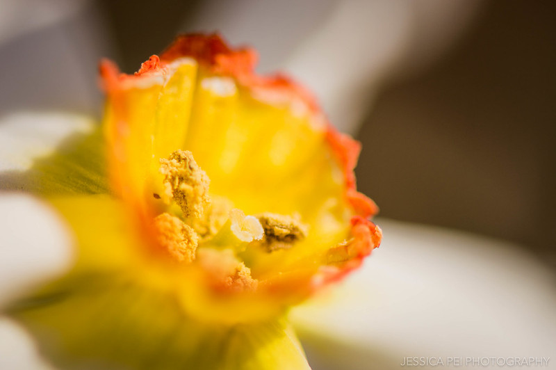 Daffodil Macro Flower Nature Photography