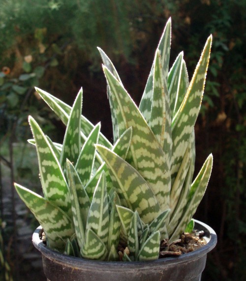 Aloe variegata 16954934898_0ceaca74a9_o