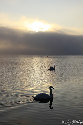 lake landscape lago swan quiet varese canonef1740mmf4lusm cigno schiranna canoneos7d