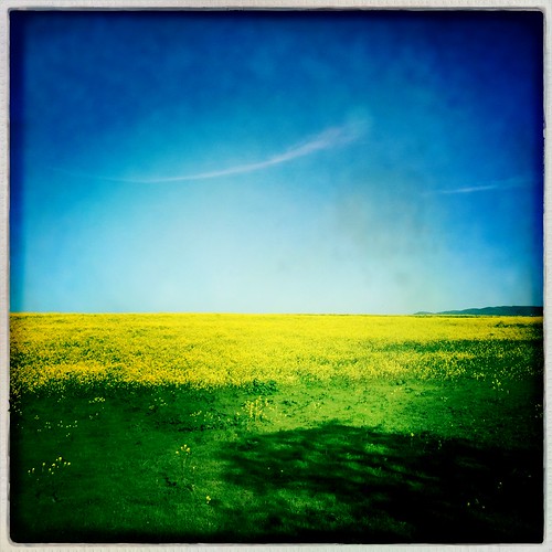 california flowers 6 field yellow square mustard livermore iphone hollingsworth iphoneography hipstamatic oggl iphone6plus