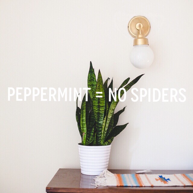 Peppermint essential oil spider spray