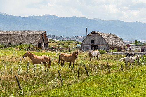 horse mountains field barn fence utah unitedstates farm ephraim