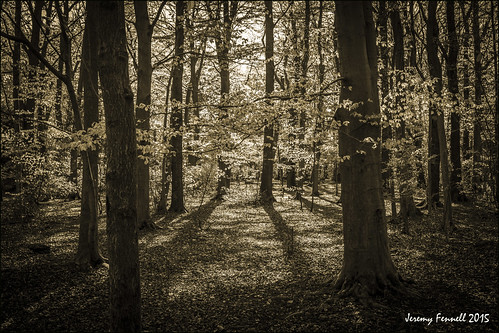 uk trees england southwest bristol april leighwoods 2015 earlymorninglight nikond7100 photographybyjeremyfennell bristolinmonochrome
