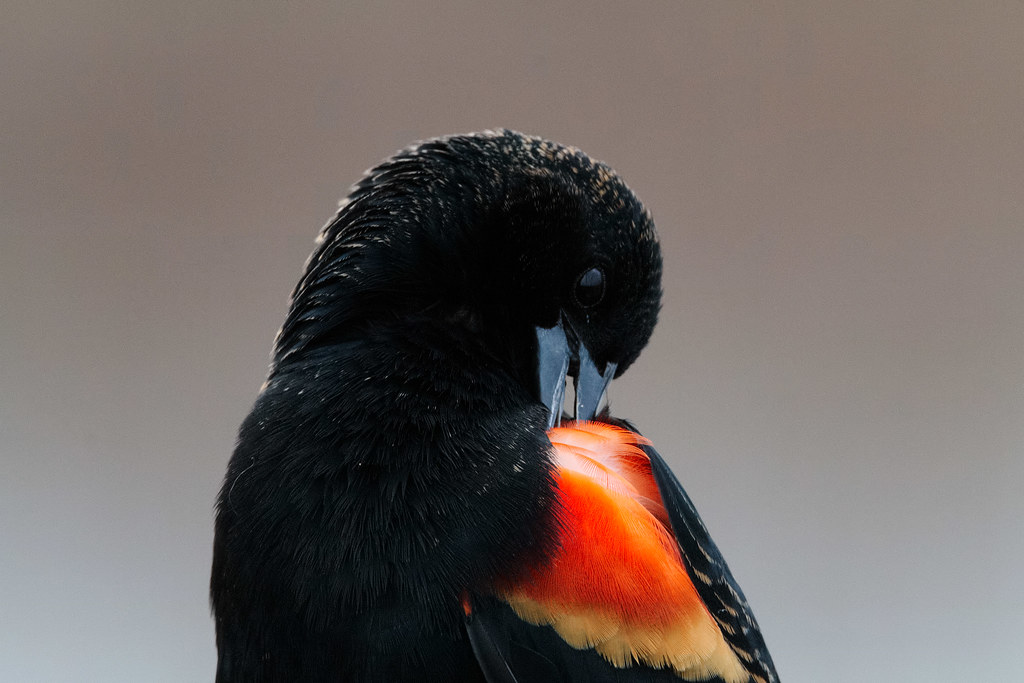A red-winged blackbird preens his red feathers.