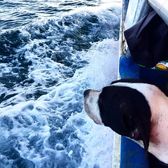 #dogs #lovefordogs #loveforanimals #nicaragua #thisisnicaragua #tropics #travel #carabbean #ferry #eater