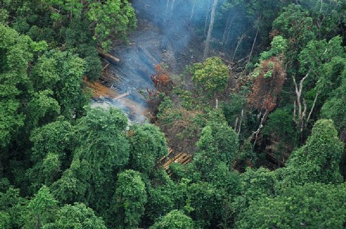 圖片作者：Koh_Kong_logging，圖片來源：http://en.wikipedia.org/wiki/Deforestation_in_Cambodia#/media/File:Koh_Kong_logging.JPG