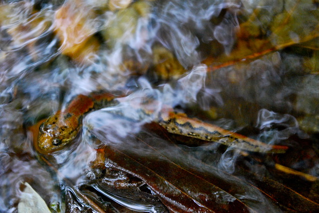 Salamander in stream at Fairy Stone State Park, Virginia