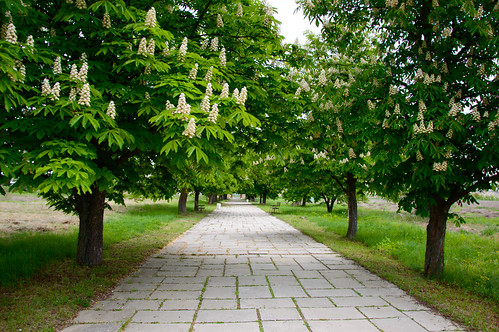 trees path pliska