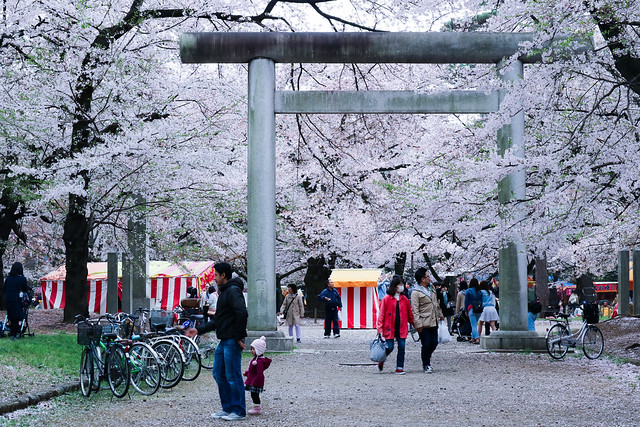 Sakura at Omiya park by EOS M3