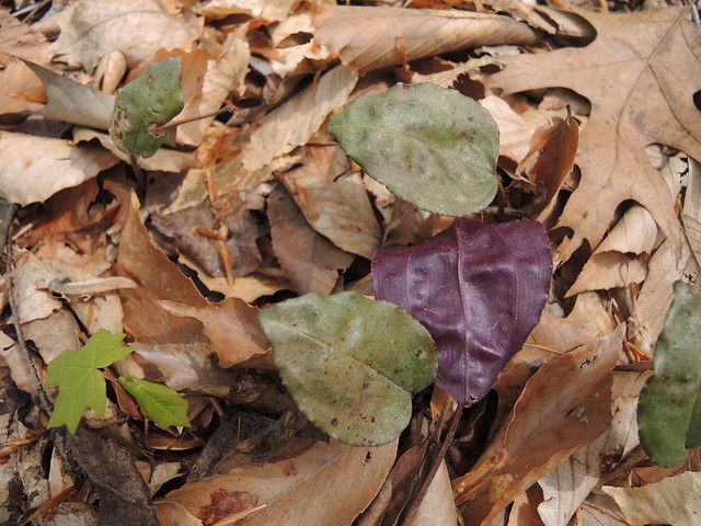 Cranefly Orchid is a common site on the forest floor at Occoneechee State Park in Virginia