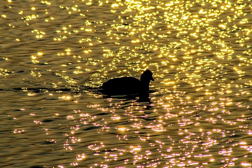sunset lake lac poule deau oiseaux etang