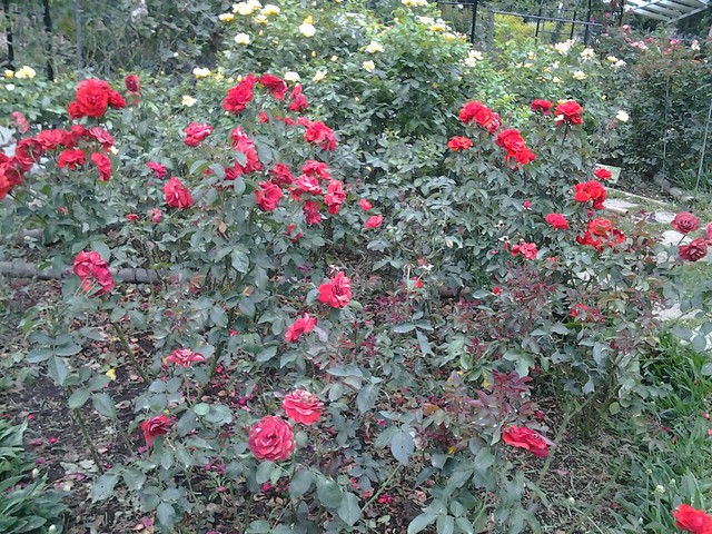 11303玫瑰花園