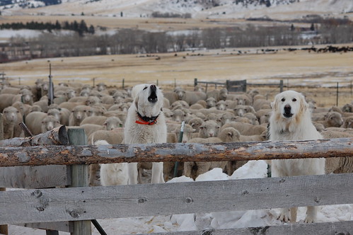 Two livestock protection dogs