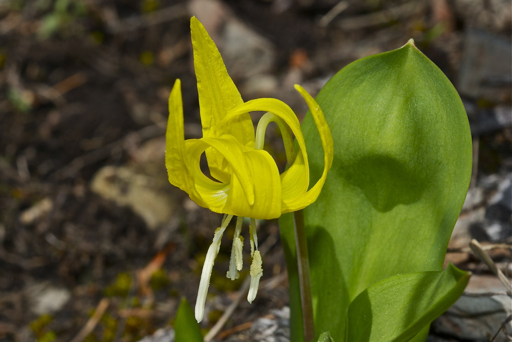 Yellow Glacier Lily
