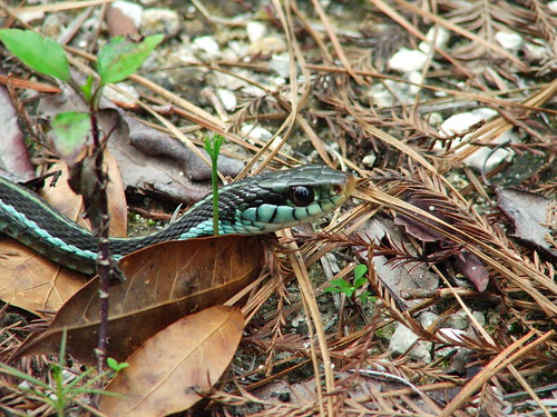reptile snake gartersnake stmarksnationalwildliferefuge thamnophissirtalis colubridae stmarksnwr thamnophissirtalissimilis bluestripegartersnake