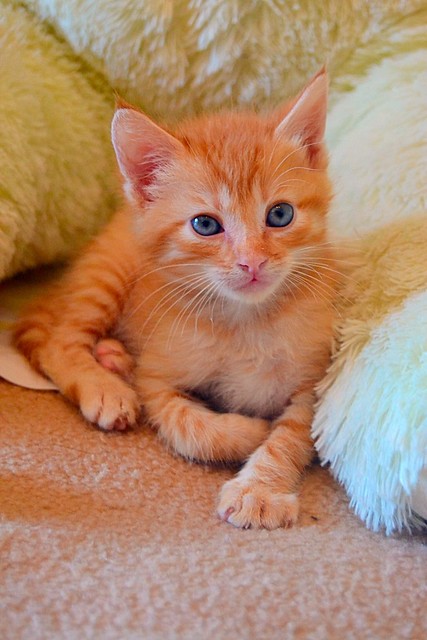 Lion, gatito naranja guapo y resalao nacido en Marzo´15, necesita hogar. Valencia. ADOPTADO. 17371197395_48a98b3f1c_z