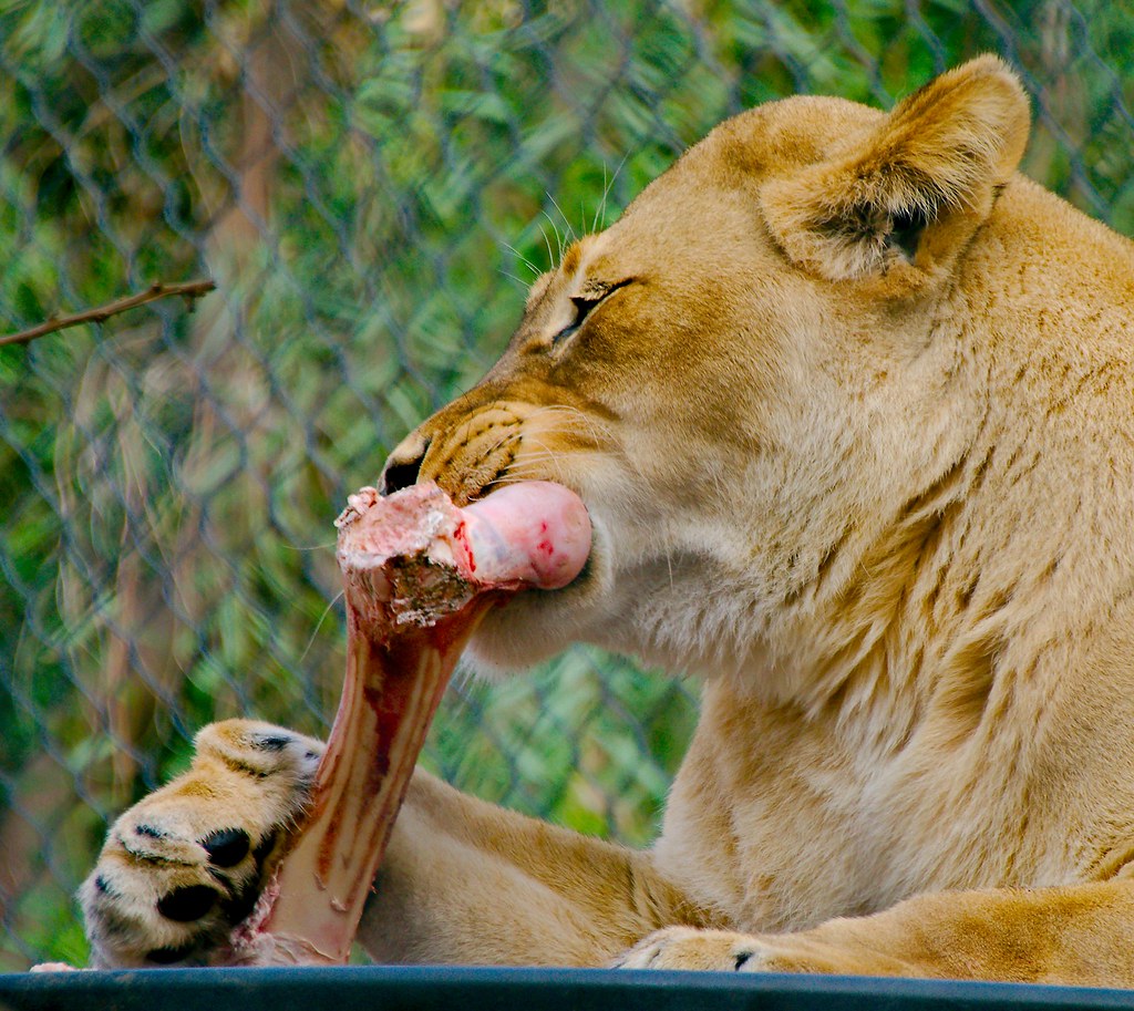 Lion (Panthera Leo)_1