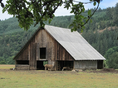 oregon barn sheep farm or valley lama agriculture oregonfarm