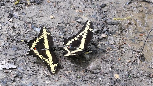 behavior giantswallowtail papiliocresphontes
