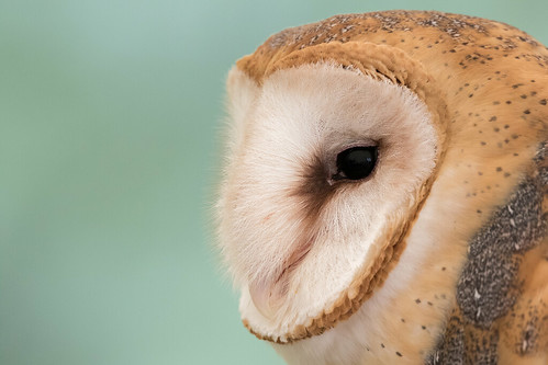 barnowl owl tytoalba mageemarsh