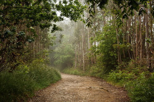 trees españa naturaleza mist nature fog forest way haze spain coruña árboles camino path galicia trail bosque sendero caminodesantiago bruma acoruña caminoprimitivo thewayofsaintjames caminofrancés nieble