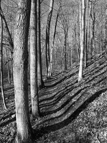 trees sunlight blackwhite spring shadows path dogpark