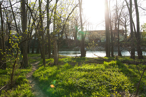sun tree green grass river spring woods path