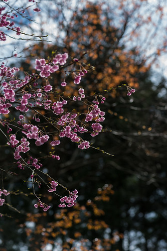 桜 日本 cherryblossoms 木 八重桜 広島県 世羅郡 世良甲山ふれあいの里
