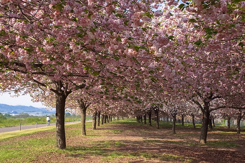 桜の花、舞い上がる道を 2015 番外編