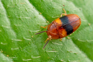Darkling beetle (Spiloscapha cf. nigrofasciata) - DSC_7966