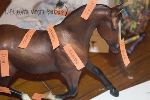Parts of a Horse Labels (Photo from Life with Moore Babies)
