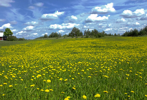 sky field clouds canon eos spring dandelion dandelions eos550d