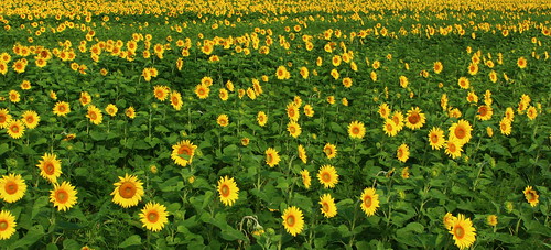 summer canada flower nature fleur quebec québec sunflower qc tournesol montérégie monteregie