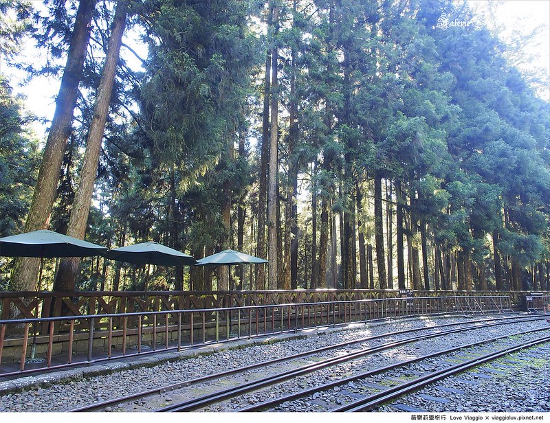 嘉義景點,森林公園,神木車站,阿里山 @薇樂莉 Love Viaggio | 旅行.生活.攝影