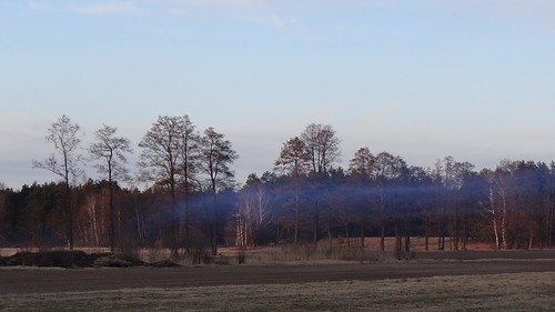blue trees mist nature fog landscape evening spring view poland polska grabia
