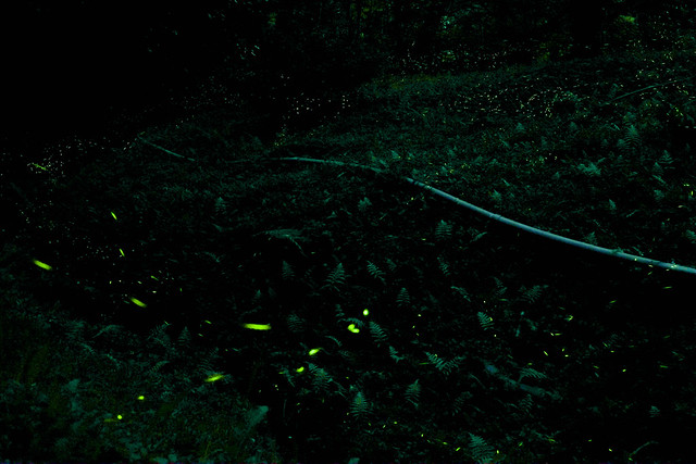 一年一度的螢火蟲之約!中部最大賞螢景點外加有導覽解說就在東勢林場~(2015/04/05拍攝) @強生與小吠的Hyper人蔘~