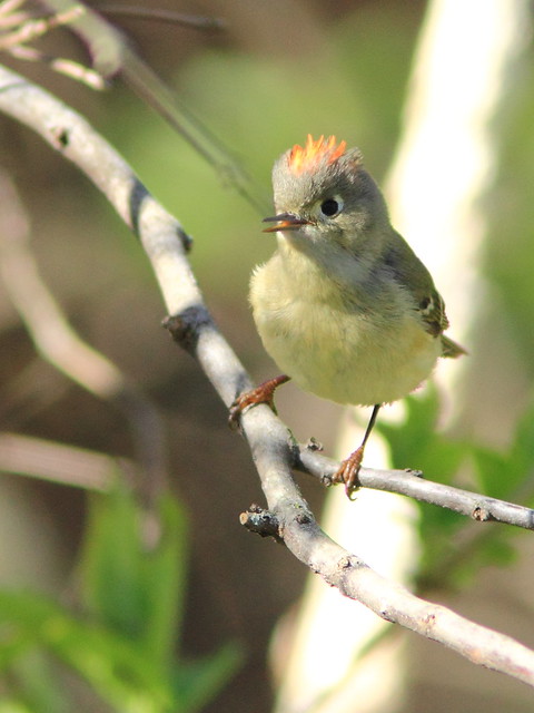 Ruby-crowned Kinglet 3-20150423