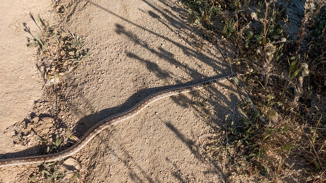 Gopher snake, getting away, m340